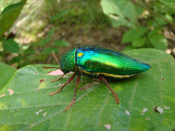 แมลงทับ (Jewel Beetle) แหล่งที่พบ ประโยชน์ และวิธีหาแมลงทับ - สยามรูมเมท.คอม